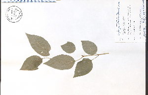  (Syringa reticulata - 72843HIM)  @11 [ ] CreativeCommons - Attribution Non-Commercial Share-Alike (2012) University of Guelph, Canada OAC-BIO Herbarium