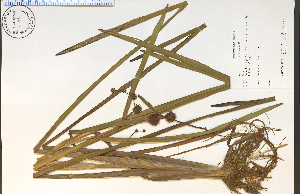  ( - 74212HIM)  @11 [ ] CreativeCommons - Attribution Non-Commercial Share-Alike (2012) University of Guelph, Canada OAC-BIO Herbarium
