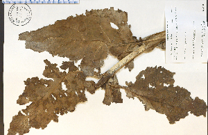  ( - 74246HIM)  @11 [ ] CreativeCommons - Attribution Non-Commercial Share-Alike (2012) University of Guelph, Canada OAC-BIO Herbarium