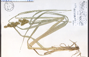  (Carex crus-corvi - 74250HIM)  @11 [ ] CreativeCommons - Attribution Non-Commercial Share-Alike (2012) University of Guelph, Canada OAC-BIO Herbarium