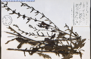  (Aureolaria flava - 74389HIM)  @11 [ ] CreativeCommons - Attribution Non-Commercial Share-Alike (2012) University of Guelph, Canada OAC-BIO Herbarium