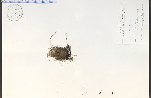  (Schizaea - 74613HIM)  @11 [ ] CreativeCommons - Attribution Non-Commercial Share-Alike (2012) University of Guelph, Canada OAC-BIO Herbarium