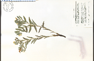  ( - 74726HIM)  @11 [ ] CreativeCommons - Attribution Non-Commercial Share-Alike (2012) University of Guelph, Canada OAC-BIO Herbarium