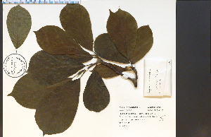  (Magnolia acuminata - 75635HIM)  @11 [ ] CreativeCommons - Attribution Non-Commercial Share-Alike (2012) University of Guelph, Canada OAC-BIO Herbarium