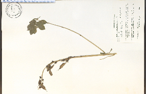  (Baptisia australis - 75846HIM)  @11 [ ] CreativeCommons - Attribution Non-Commercial Share-Alike (2012) University of Guelph, Canada OAC-BIO Herbarium