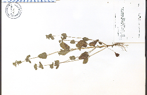  ( - 76805HIM)  @11 [ ] CreativeCommons - Attribution Non-Commercial Share-Alike (2012) University of Guelph, Canada OAC-BIO Herbarium