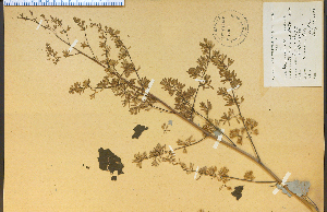  (Macleaya - 8057HIM)  @11 [ ] CreativeCommons - Attribution Non-Commercial Share-Alike (2012) University of Guelph, Canada OAC-BIO Herbarium