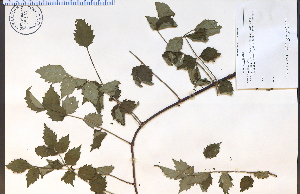  ( - 79359HIM)  @11 [ ] CreativeCommons - Attribution Non-Commercial Share-Alike (2012) University of Guelph, Canada OAC-BIO Herbarium