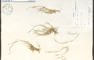  ( - 79784HIM)  @11 [ ] CreativeCommons - Attribution Non-Commercial Share-Alike (2012) University of Guelph, Canada OAC-BIO Herbarium