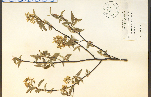  ( - 9165HIM)  @11 [ ] CreativeCommons - Attribution Non-Commercial Share-Alike (2012) University of Guelph, Canada OAC-BIO Herbarium