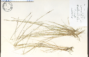  ( - 81191HIM)  @11 [ ] CreativeCommons - Attribution Non-Commercial Share-Alike (2012) University of Guelph, Canada OAC-BIO Herbarium