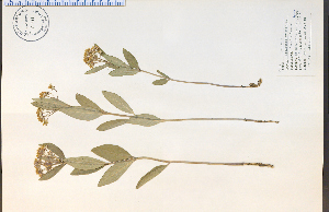  (Asclepias ovalifolia - 81761HIM)  @13 [ ] CreativeCommons - Attribution Non-Commercial Share-Alike (2012) University of Guelph, Canada OAC-BIO Herbarium