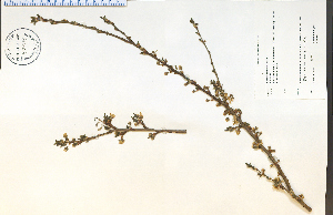  (Prunus cerasifera - 82408HIM)  @11 [ ] CreativeCommons - Attribution Non-Commercial Share-Alike (2012) University of Guelph, Canada OAC-BIO Herbarium