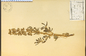  (Lupinus pusillus - 9838HIM)  @11 [ ] CreativeCommons - Attribution Non-Commercial Share-Alike (2012) University of Guelph, Canada OAC-BIO Herbarium