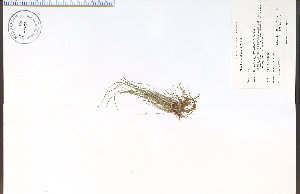  (Eleocharis intermedia - 84687HIM)  @11 [ ] CreativeCommons - Attribution Non-Commercial Share-Alike (2012) University of Guelph, Canada OAC-BIO Herbarium