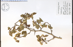  (Crataegus coccinea - 85511HIM)  @11 [ ] CreativeCommons - Attribution Non-Commercial Share-Alike (2012) University of Guelph, Canada OAC-BIO Herbarium