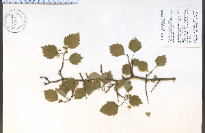  (Crataegus populnea - 85517HIM)  @11 [ ] CreativeCommons - Attribution Non-Commercial Share-Alike (2012) University of Guelph, Canada OAC-BIO Herbarium