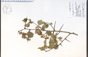  (Crataegus pruinosa - 85520HIM)  @11 [ ] CreativeCommons - Attribution Non-Commercial Share-Alike (2012) University of Guelph, Canada OAC-BIO Herbarium