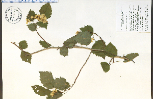  (Crataegus holmesiana - 85523HIM)  @11 [ ] CreativeCommons - Attribution Non-Commercial Share-Alike (2012) University of Guelph, Canada OAC-BIO Herbarium