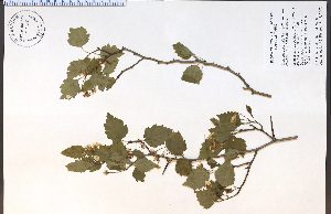  (Crataegus cognata - 85525HIM)  @11 [ ] CreativeCommons - Attribution Non-Commercial Share-Alike (2012) University of Guelph, Canada OAC-BIO Herbarium