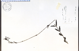  (Buchnera americana - 86289HIM)  @11 [ ] CreativeCommons - Attribution Non-Commercial Share-Alike (2012) University of Guelph, Canada OAC-BIO Herbarium
