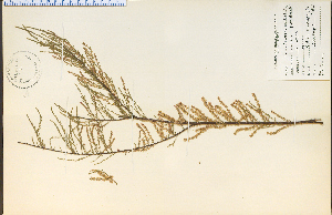  (Tamarix parviflora - 11271HIM)  @11 [ ] CreativeCommons - Attribution Non-Commercial Share-Alike (2012) University of Guelph, Canada OAC-BIO Herbarium