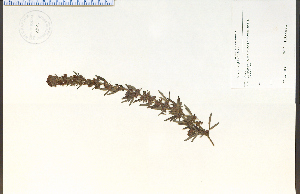  (Lespedeza virginica - 92623HIM)  @11 [ ] CreativeCommons - Attribution Non-Commercial Share-Alike (2012) University of Guelph, Canada OAC-BIO Herbarium