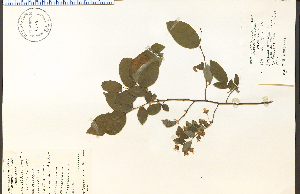  (Vaccinium stamineum - 92816HIM)  @11 [ ] CreativeCommons - Attribution Non-Commercial Share-Alike (2012) University of Guelph, Canada OAC-BIO Herbarium