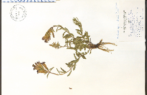  ( - 92831HIM)  @11 [ ] CreativeCommons - Attribution Non-Commercial Share-Alike (2012) University of Guelph, Canada OAC-BIO Herbarium