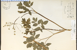  (Chimaphila maculata - 12135HIM)  @11 [ ] CreativeCommons - Attribution Non-Commercial Share-Alike (2012) University of Guelph, Canada OAC-BIO Herbarium