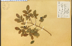 (Vaccinium parvifolium - 12446HIM)  @11 [ ] CreativeCommons - Attribution Non-Commercial Share-Alike (2012) University of Guelph, Canada OAC-BIO Herbarium