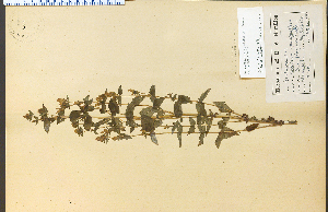  ( - 12641HIM)  @11 [ ] CreativeCommons - Attribution Non-Commercial Share-Alike (2012) University of Guelph, Canada OAC-BIO Herbarium