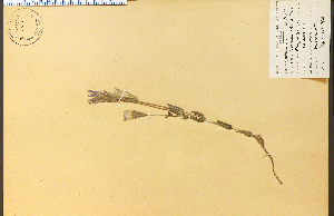  (Gentianopsis crinita - 12643HIM)  @11 [ ] CreativeCommons - Attribution Non-Commercial Share-Alike (2012) University of Guelph, Canada OAC-BIO Herbarium