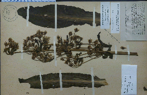  (Frasera caroliniensis - 13118HIM)  @11 [ ] CreativeCommons - Attribution Non-Commercial Share-Alike (2012) University of Guelph, Canada OAC-BIO Herbarium