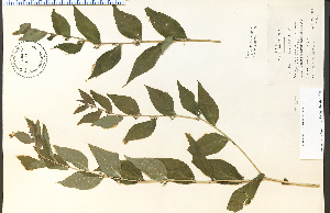  (Lithospermum latifolium - 13320HIM)  @11 [ ] CreativeCommons - Attribution Non-Commercial Share-Alike (2012) University of Guelph, Canada OAC-BIO Herbarium