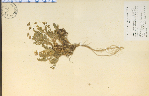  (Polemonium viscosum - 13538HIM)  @11 [ ] CreativeCommons - Attribution Non-Commercial Share-Alike (2012) University of Guelph, Canada OAC-BIO Herbarium