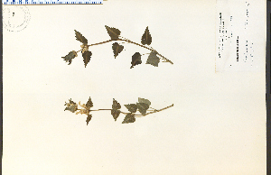  (Lamium maculatum - 13721HIM)  @11 [ ] CreativeCommons - Attribution Non-Commercial Share-Alike (2012) University of Guelph, Canada OAC-BIO Herbarium