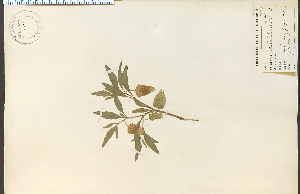  (Physalis lanceolata - 13941HIM)  @11 [ ] CreativeCommons - Attribution Non-Commercial Share-Alike (2012) University of Guelph, Canada OAC-BIO Herbarium