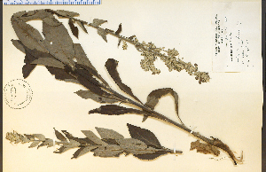  ( - 14045HIM)  @11 [ ] CreativeCommons - Attribution Non-Commercial Share-Alike (2012) University of Guelph, Canada OAC-BIO Herbarium