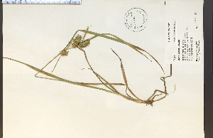  (Carex lurida - 18637HIM)  @11 [ ] CreativeCommons - Attribution Non-Commercial Share-Alike (2012) University of Guelph, Canada OAC-BIO Herbarium