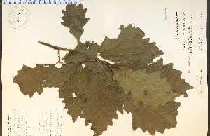  ( - 29970HIM)  @11 [ ] CreativeCommons - Attribution Non-Commercial Share-Alike (2012) University of Guelph, Canada OAC-BIO Herbarium