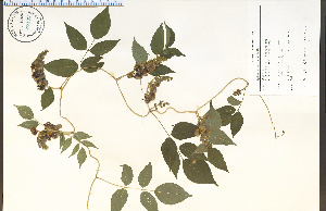  (Apios - 67439HIM)  @14 [ ] CreativeCommons - Attribution Non-Commercial Share-Alike (2012) University of Guelph, Canada OAC-BIO Herbarium
