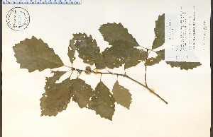  ( - 68137HIM)  @11 [ ] CreativeCommons - Attribution Non-Commercial Share-Alike (2012) University of Guelph, Canada OAC-BIO Herbarium