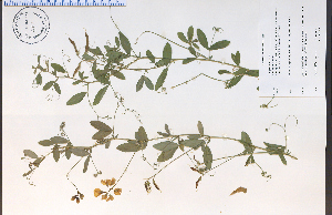  ( - 81041HIM)  @11 [ ] CreativeCommons - Attribution Non-Commercial Share-Alike (2012) University of Guelph, Canada OAC-BIO Herbarium