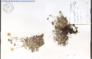  (Potentilla uniflora - 83057HIM)  @11 [ ] CreativeCommons - Attribution Non-Commercial Share-Alike (2012) University of Guelph, Canada OAC-BIO Herbarium