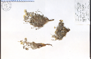  ( - 83158HIM)  @11 [ ] CreativeCommons - Attribution Non-Commercial Share-Alike (2012) University of Guelph, Canada OAC-BIO Herbarium