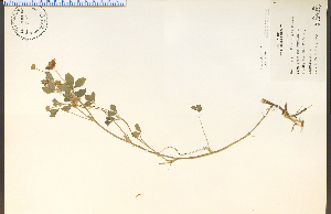 (Spiraea latifolia - 9946HIM)  @11 [ ] CreativeCommons - Attribution Non-Commercial Share-Alike (2012) University of Guelph, Canada OAC-BIO Herbarium