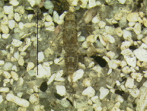  ( - 10HIMXD-0204)  @12 [ ] Unspecified (default): All Rights Reserved  Unspecified Unspecified