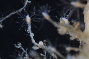  ( - HYDROINS_100)  @11 [ ] Creative Commons Attribution-NonCommercial-ShareAlike (2025) Doris Bjorling University of Gothenburg