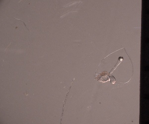  ( - HYDROINS_123)  @11 [ ] Attribution Non-Commercial Share-Alike (2025) Doris Bjorling University of Gothenburg